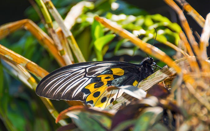 Butterfly resting on foliage at Bali Butterfly Park, Tabanan.