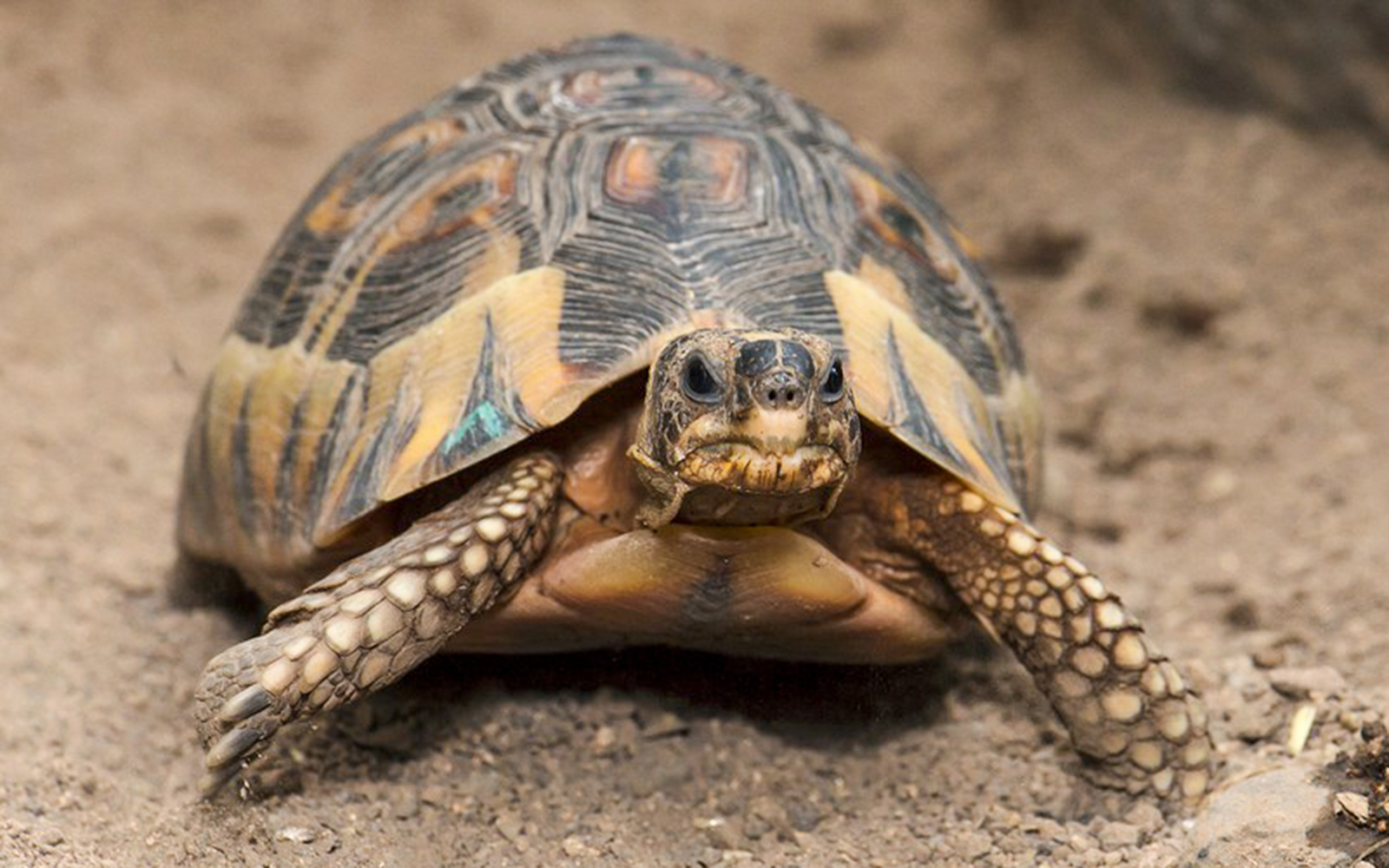 Tortoise on sandy ground at Desert House, Schönbrunn Zoo, Vienna.