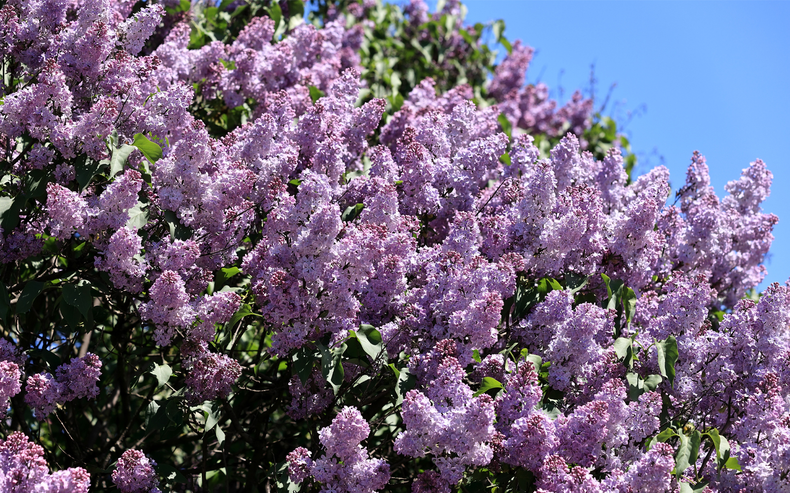 Centennial Lilac Garden