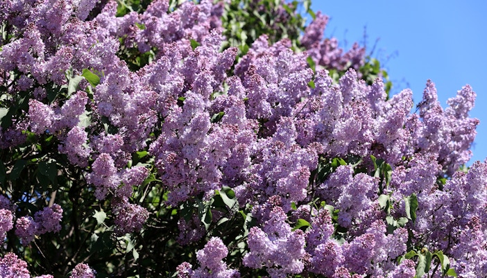 Centennial Lilac Garden