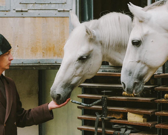 Spanish Riding School Guided Tour