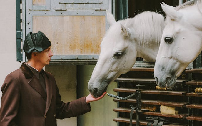 Horses being fed at the stables, Spanish Riding School, Vienna.