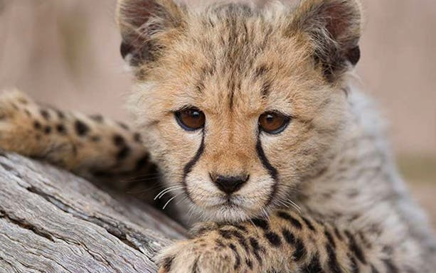 Cheetah cub resting on a log at Adelaide Zoo.