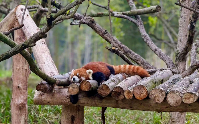 Red panda resting on wooden platform at Chengdu Panda Base.