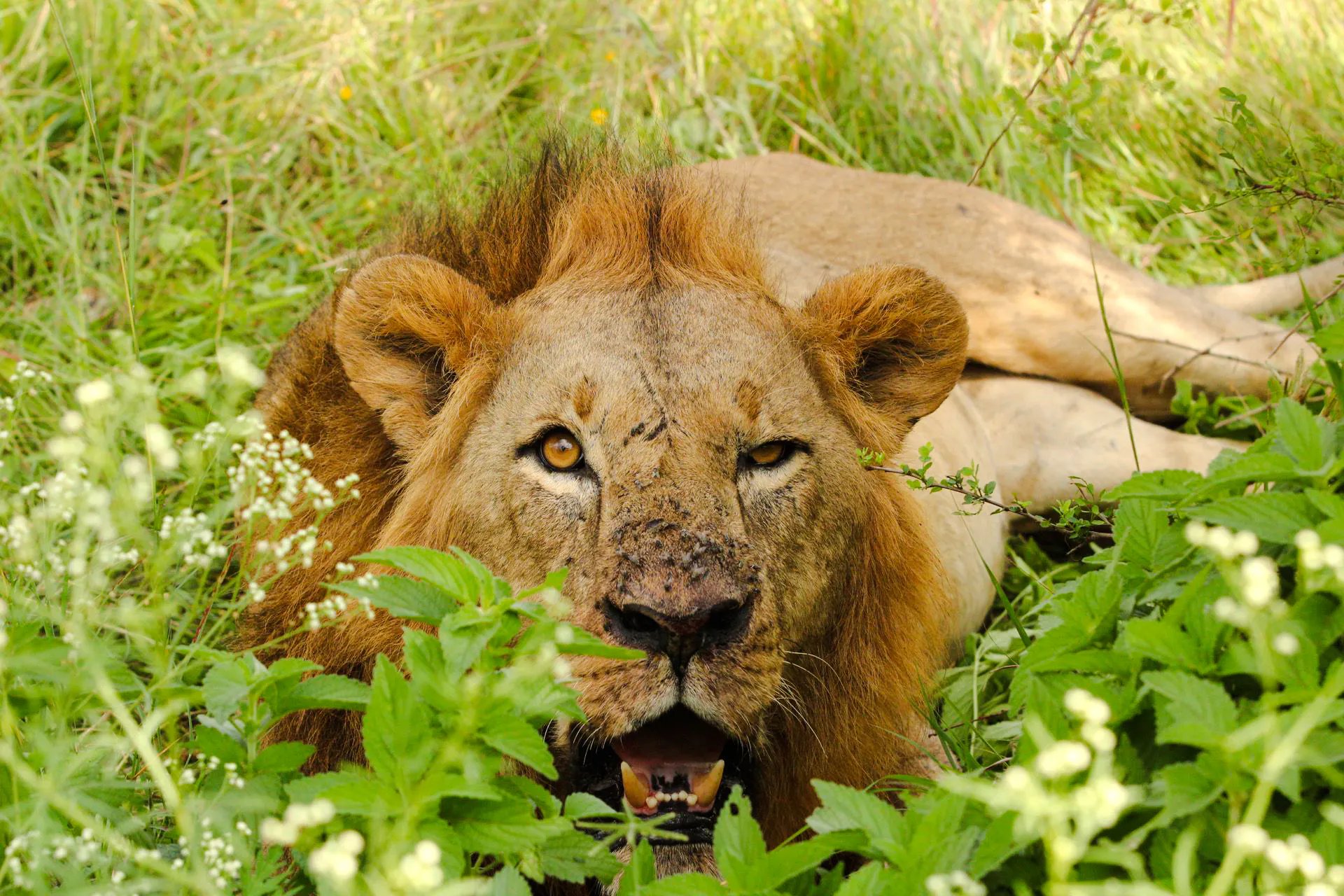 3-dniowe safari do parku narodowego tsavo wschodniego z mombasy-1