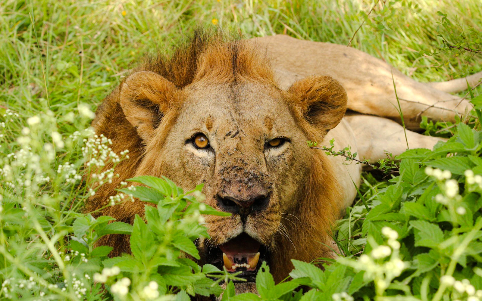 3-Day Tsavo East National Park Safari from Mombasa
