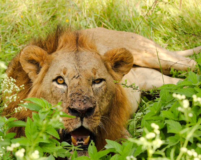 3-Day Tsavo East National Park Safari from Mombasa