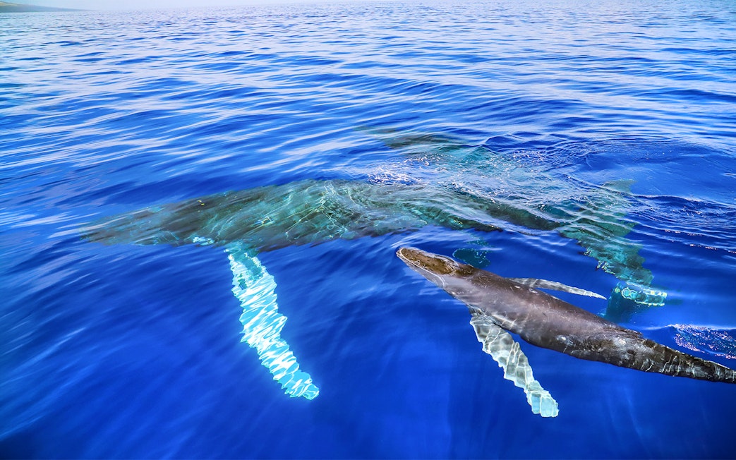 Whales swimming during Luxury West Snorkel Sail Tour in Maui, Hawaii.