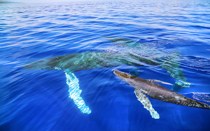Whales swimming during Luxury West Snorkel Sail Tour in Maui, Hawaii.
