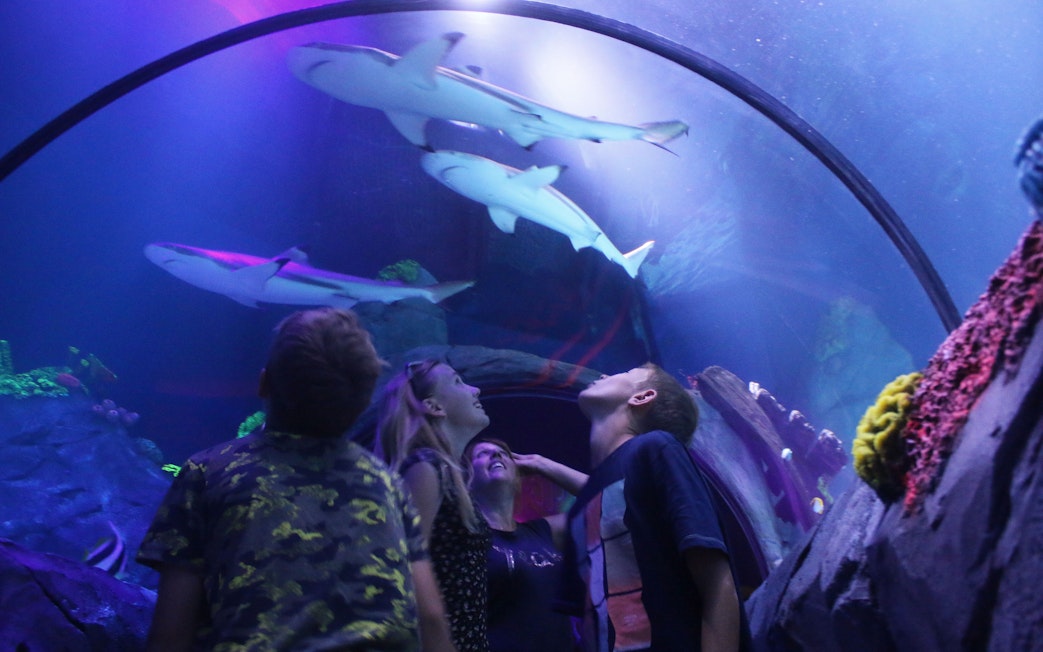 Visitors walking through an underwater tunnel at Sea Life Konstanz, observing sharks swimming overhead.