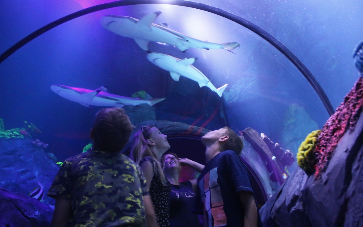 Visitors walking through an underwater tunnel at Sea Life Konstanz, observing sharks swimming overhead.