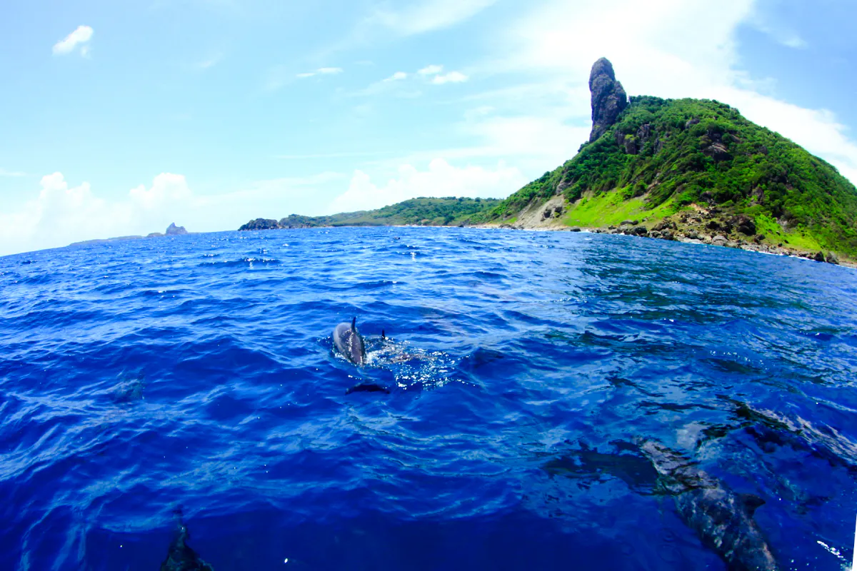 Dolphins swimming near the coast of Fernando de Noronha, Brazil, with lush green hills in the background.