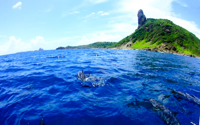 Dolphins swimming near the coast of Fernando de Noronha, Brazil, with lush green hills in the background.