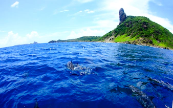 Dolphins swimming near the coast of Fernando de Noronha, Brazil, with lush green hills in the background.