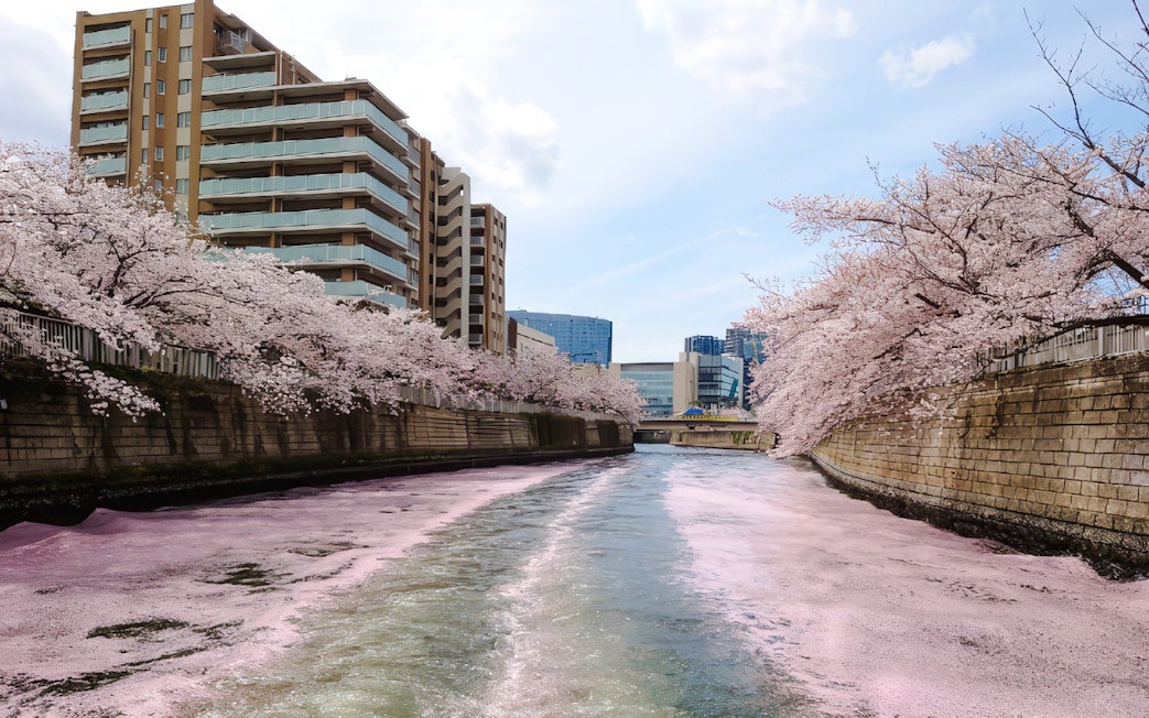 Cherry blossoms lining Meguro River with modern buildings in Tokyo.
