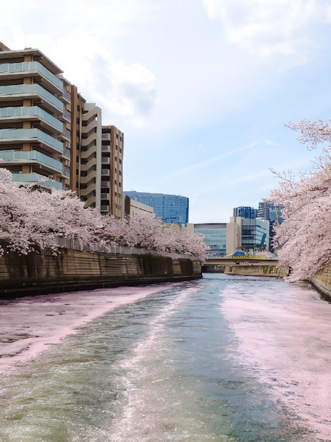 Cherry blossoms lining Meguro River with modern buildings in Tokyo.