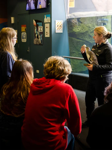 Trainer presenting penguin to visitors at International Antarctic Centre, Christchurch, New Zealand.