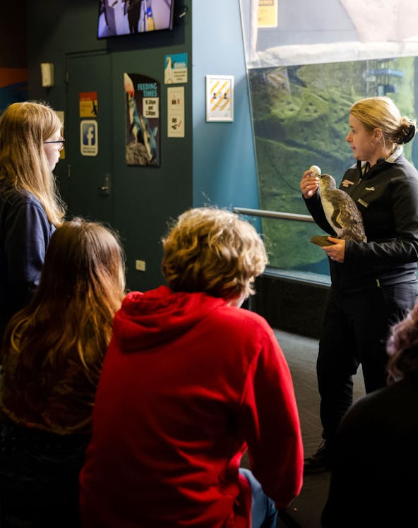 Trainer presenting penguin to visitors at International Antarctic Centre, Christchurch, New Zealand.