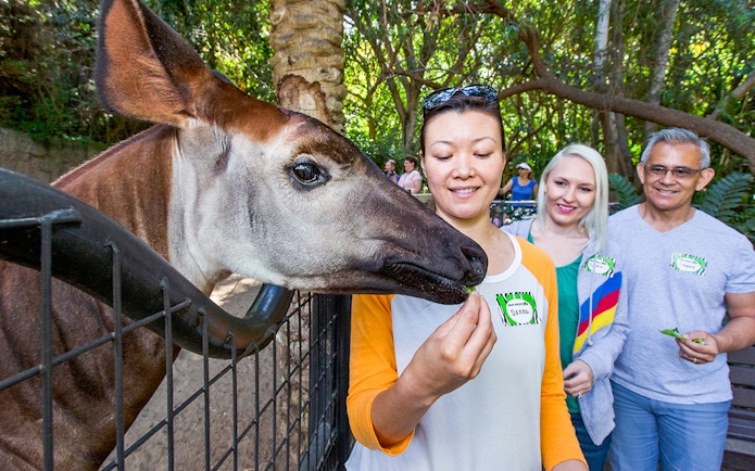 Guide feeding an okapi while guests observe at San Diego Zoo.