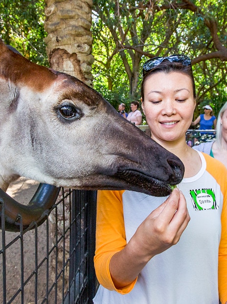 Guide feeding an okapi while guests observe at San Diego Zoo.