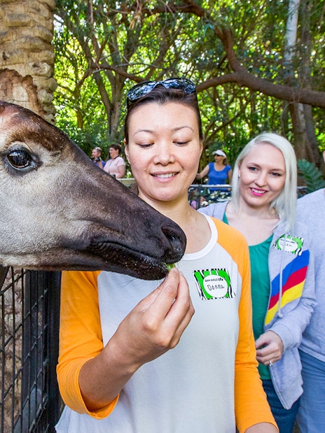 Guide feeding an okapi while guests observe at San Diego Zoo.