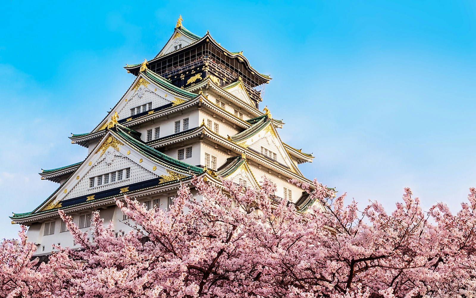 Osaka Castle with cherry blossoms in full bloom.