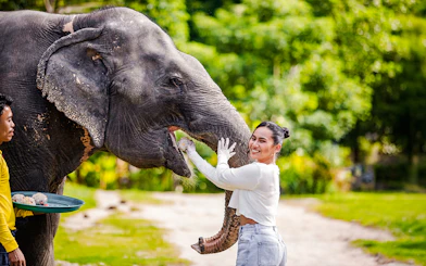 Feeding elephants at Bukit Elephant Park with a guide assisting.