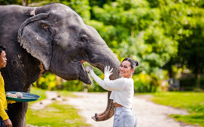 Feeding elephants at Bukit Elephant Park with a guide assisting.