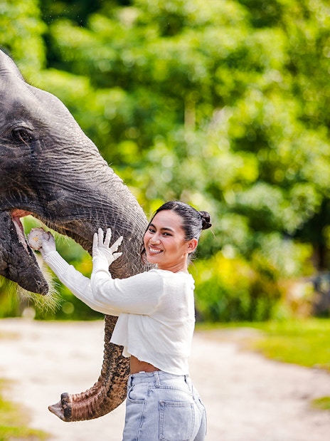 Feeding elephants at Bukit Elephant Park with a guide assisting.