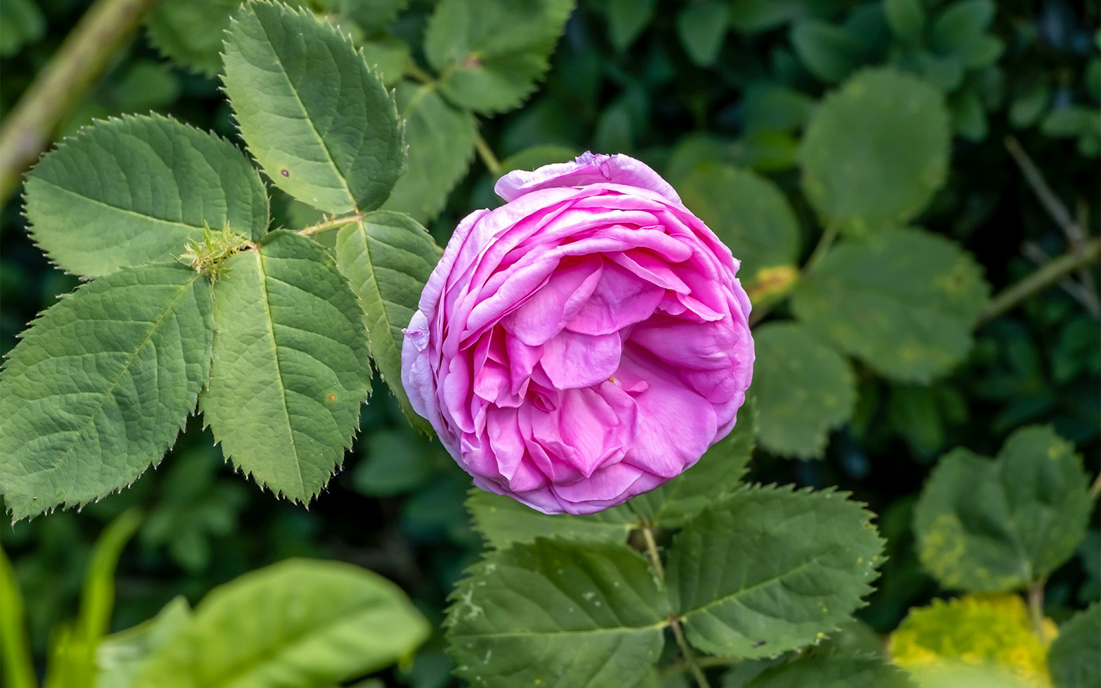 Rosa Centifolia Muscosa Cristata