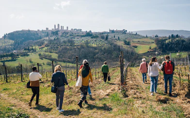 Tourists walking through a vineyard with San Gimignano towers in the background, Tuscany.
