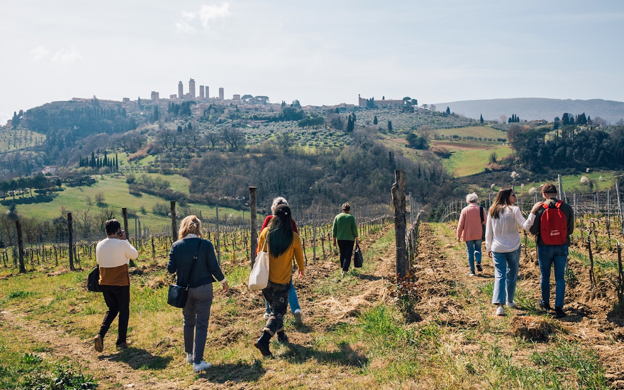Tourists walking through a vineyard with San Gimignano towers in the background, Tuscany.