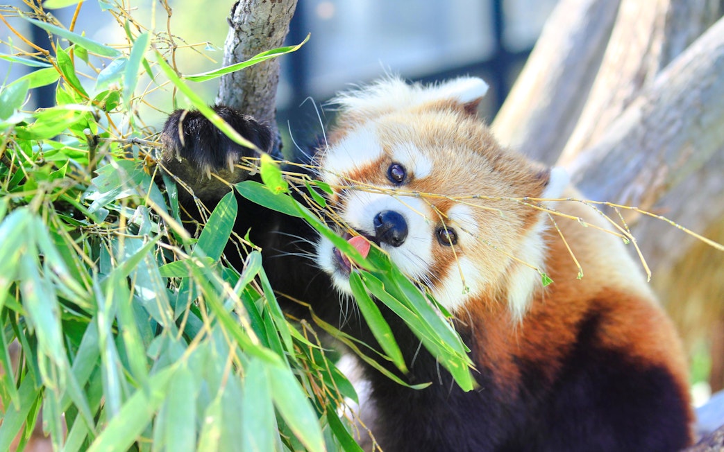 Red panda eating bamboo at Asahiyama Zoo, Hokkaido, Japan.