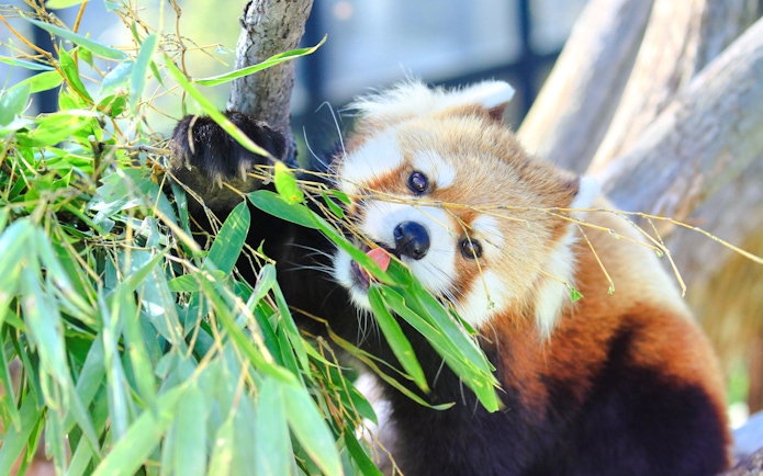 Red panda eating bamboo at Asahiyama Zoo, Hokkaido, Japan.