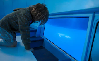 Child viewing dolphin through glass bottom on Dolphin & Whale Watching Cruise.