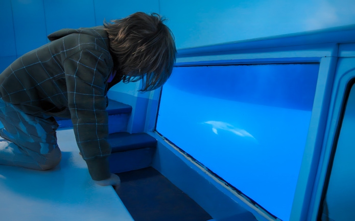 Child viewing dolphin through glass bottom on Dolphin & Whale Watching Cruise.