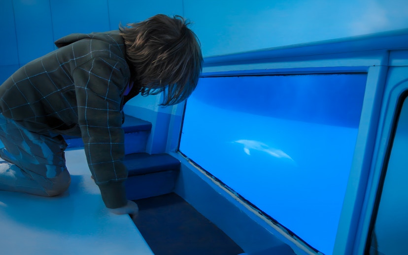 Child viewing dolphin through glass bottom on Dolphin & Whale Watching Cruise.