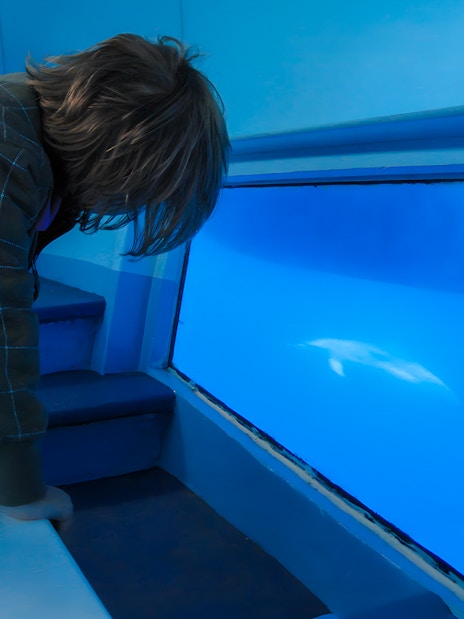 Child viewing dolphin through glass bottom on Dolphin & Whale Watching Cruise.