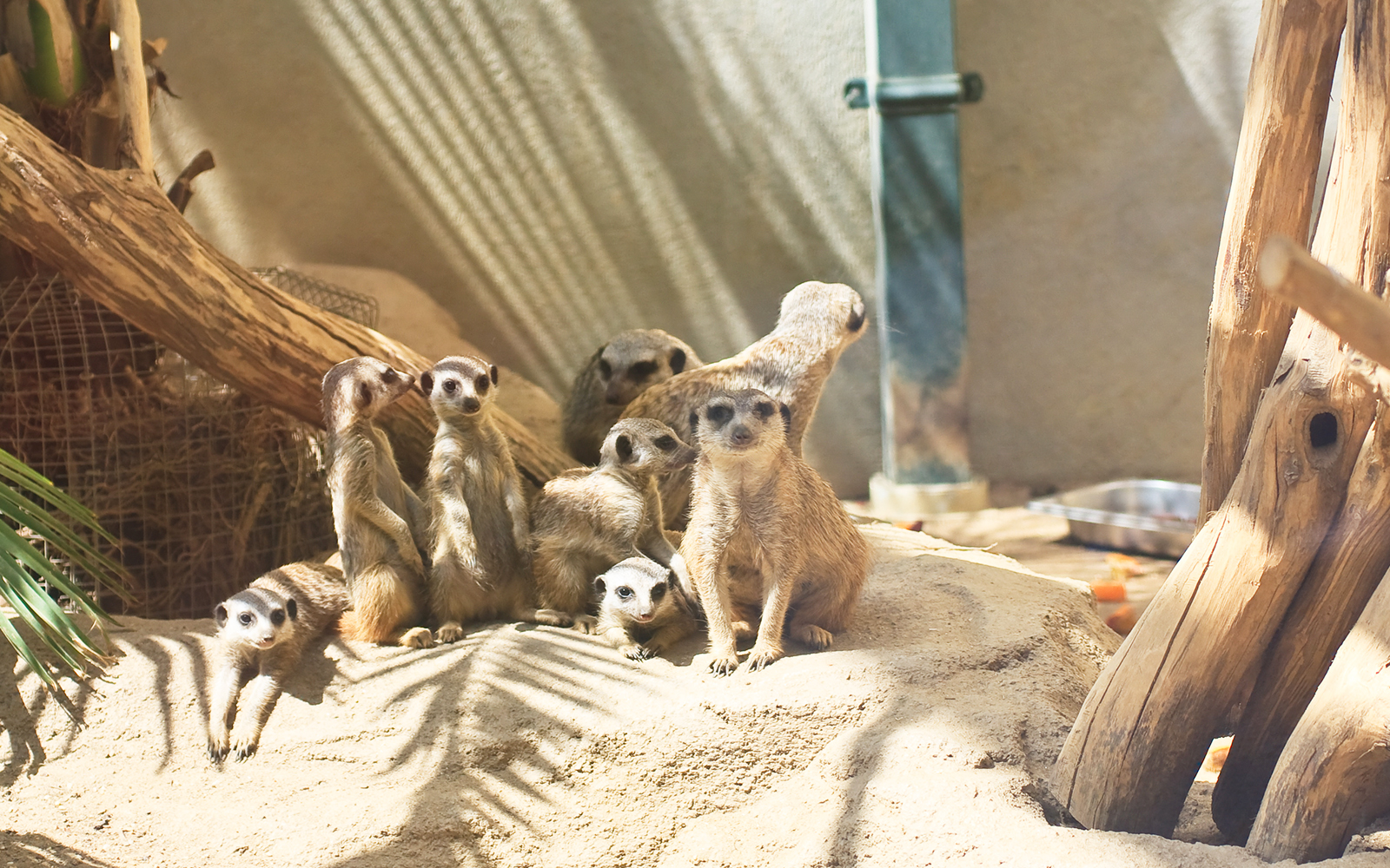 Animals in Vienna Zoo