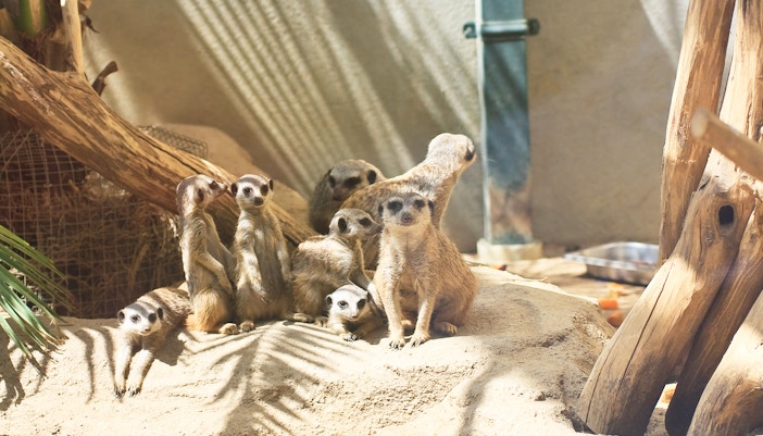 Animals in Vienna Zoo