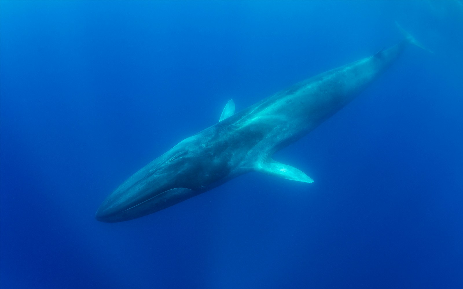 Fin whale swimming in the ocean near Reykjavik, Iceland.