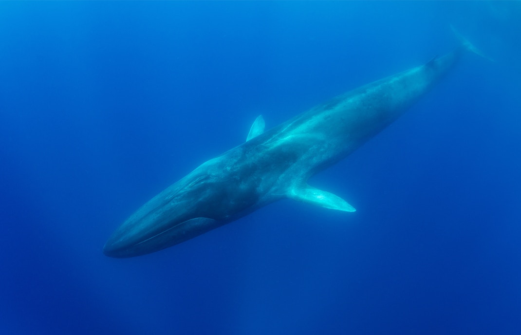 Fin Whales