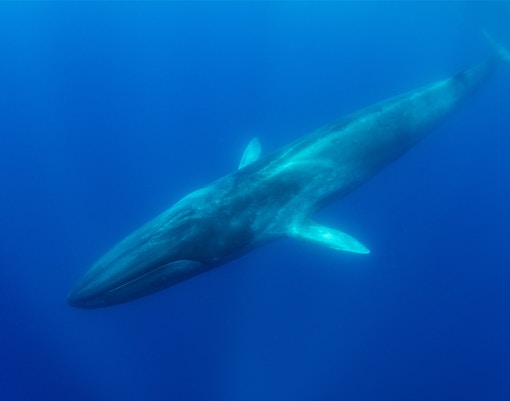 Blue whale swimming in deep ocean waters.