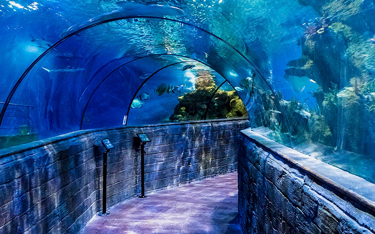 Tunnel with marine life at Malta National Aquarium.