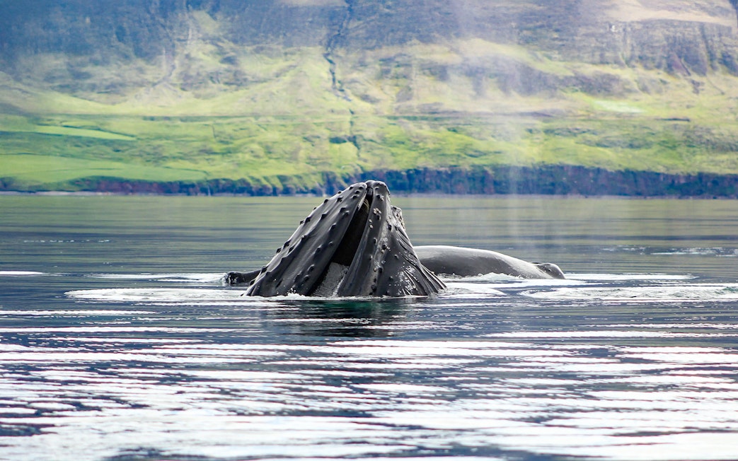 Whale breaching near boat during whale watching tour in Akureyri, Iceland.