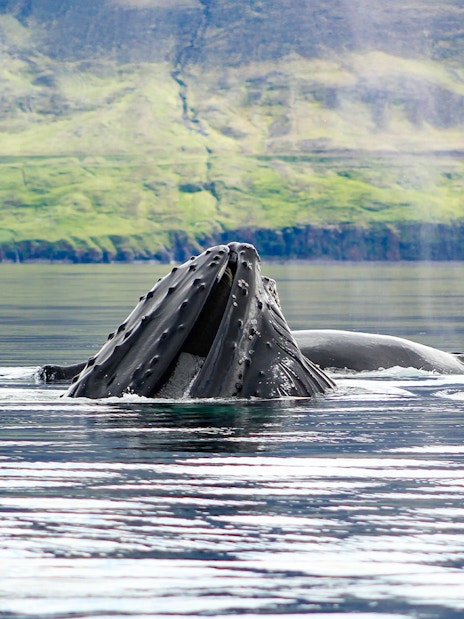 Whale breaching near boat during whale watching tour in Akureyri, Iceland.