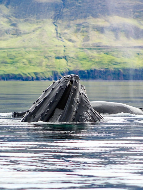 Whale breaching near boat during whale watching tour in Akureyri, Iceland.