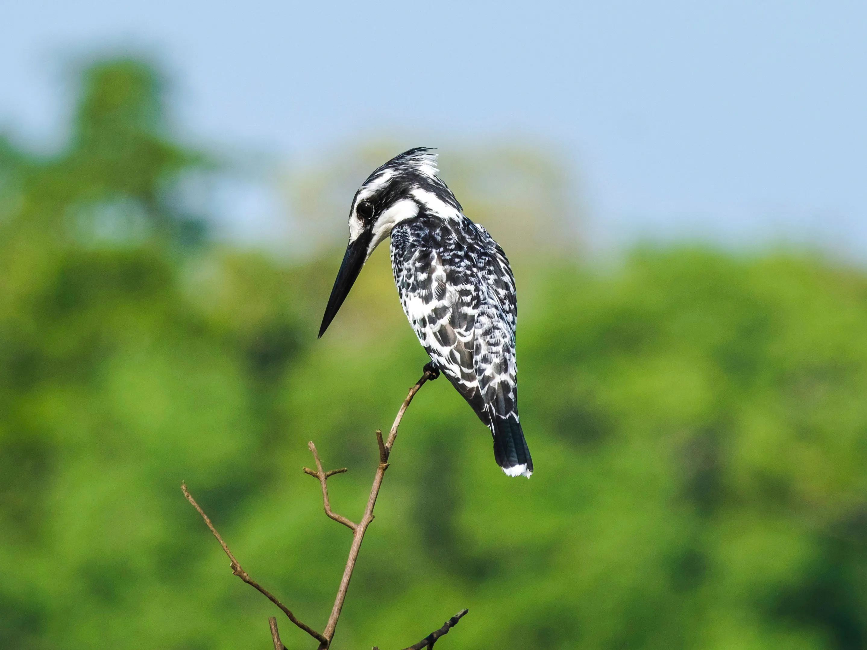Pied kingfisher perched on a branch in Nyerere National Park, Tanzania.