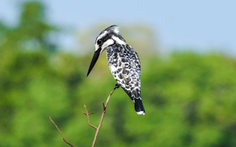 Pied kingfisher perched on a branch in Nyerere National Park, Tanzania.
