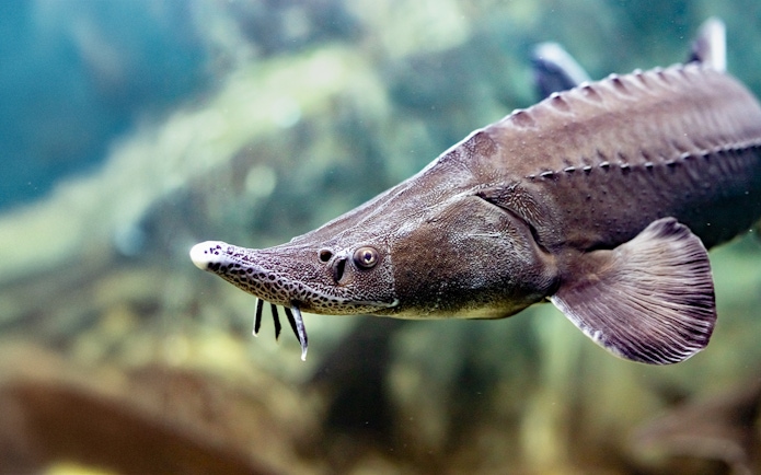 Sturgeon swimming in the Danube Delta exhibit at SEA LIFE Munich.